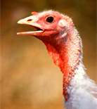 Turkey Photo