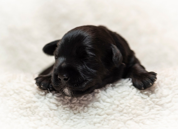 schndle19wk1-117