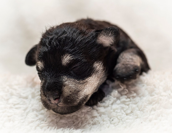 schndle19wk1-131