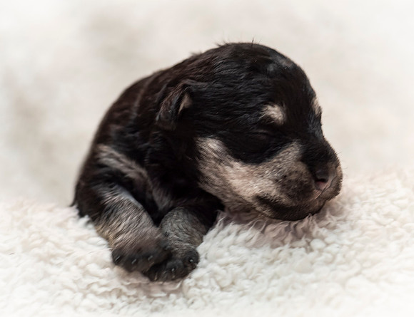 schndle19wk1-125