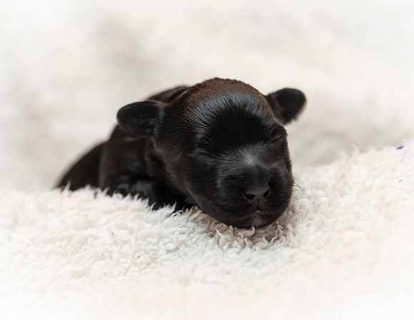 schndle19wk1-137