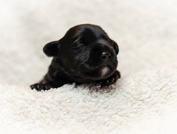 schndle19wk1-121