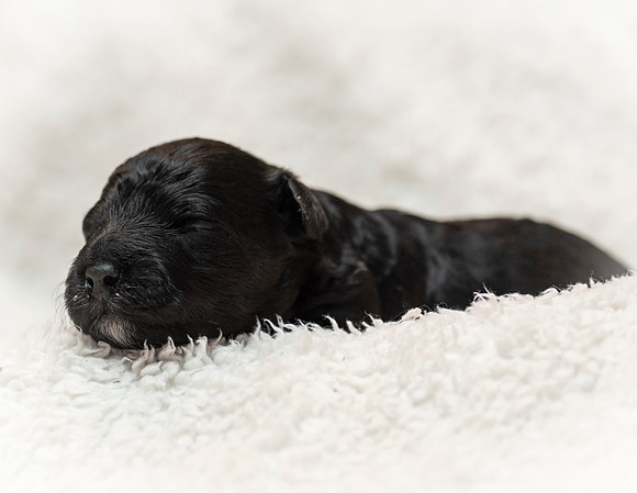 schndle19wk1-146