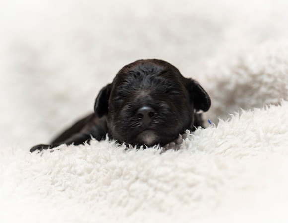 schndle19wk1-147