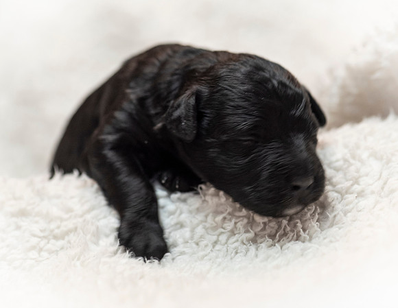schndle19wk1-153
