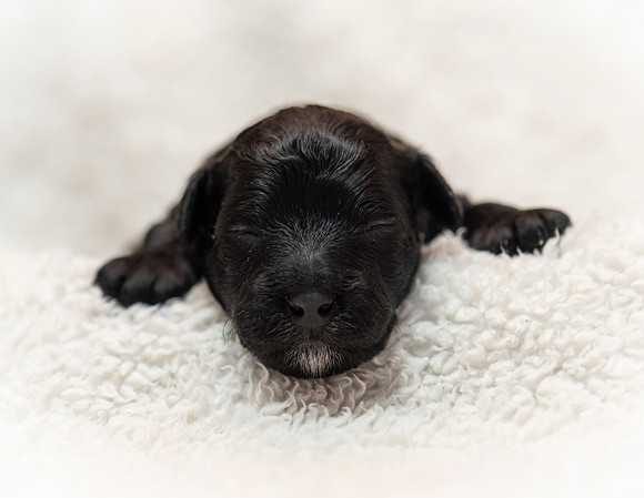 schndle19wk1-158