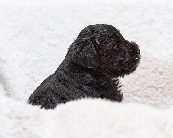 1pup-schndle19wk4-22