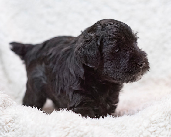 1pup-schndle19wk4-23