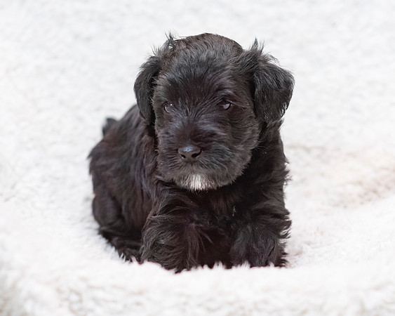 1pup-schndle19wk4-25