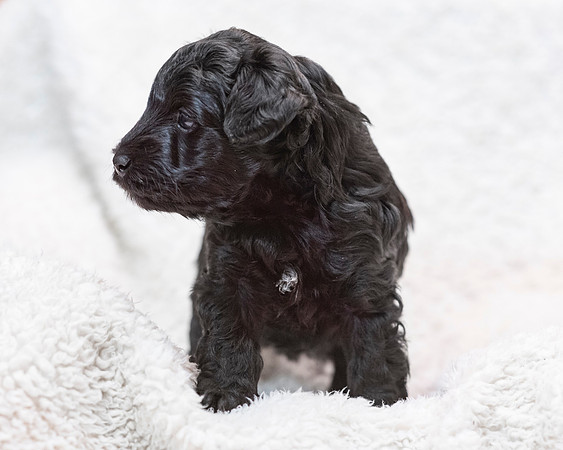 2pup-schndle19wk4-7192