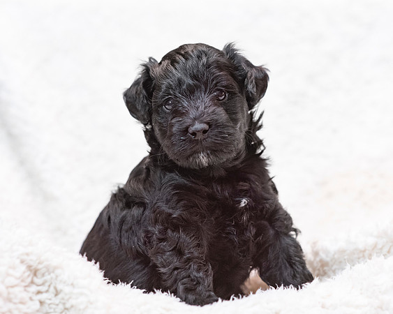 2pup-schndle19wk4-7204