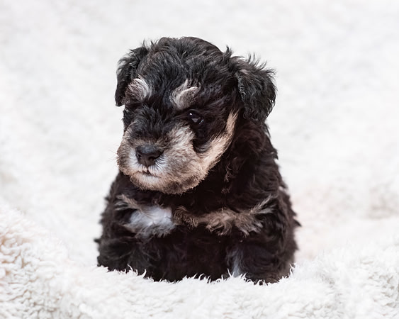 schndle19wk4-landshark-7210