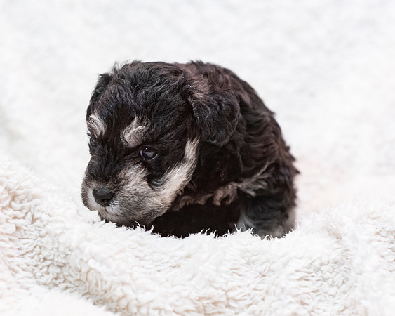 schndle19wk4-landshark-7209