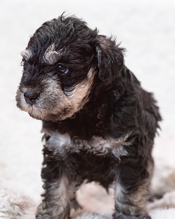 schndle19wk4-landshark-7222